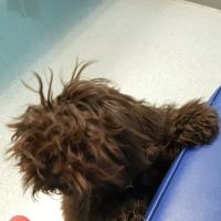 Montgomery Animal Hospital ico