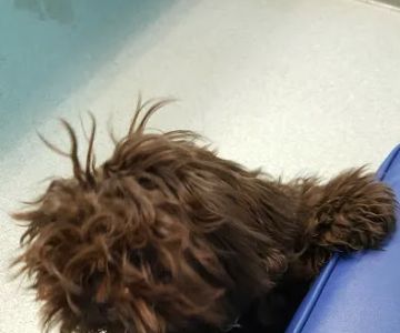 Montgomery Animal Hospital