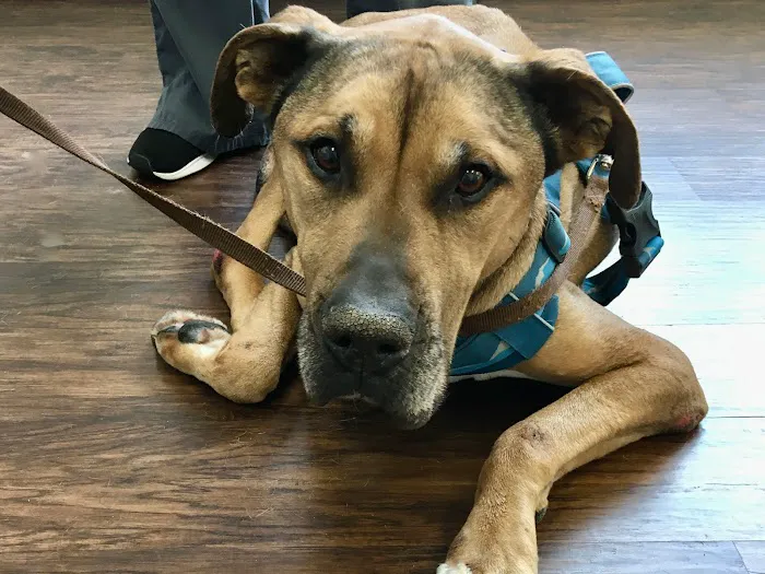 Pets In Need of Greater Cincinnati 7