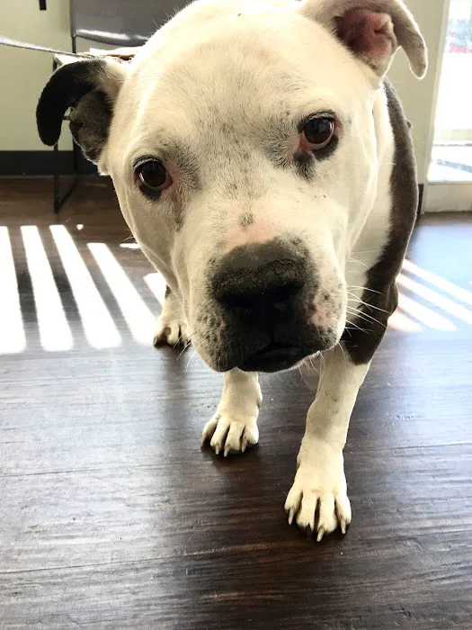 Pets In Need of Greater Cincinnati 2