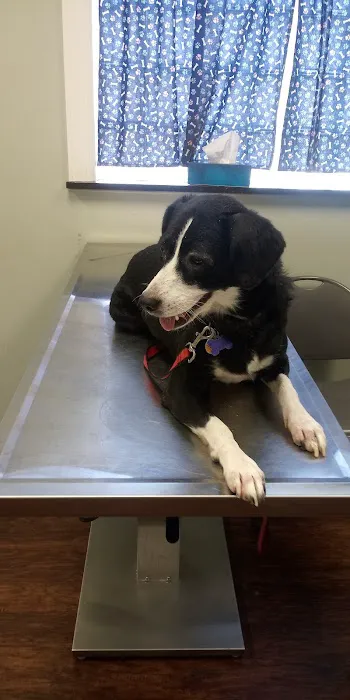Pets In Need of Greater Cincinnati 1