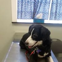 Pets In Need of Greater Cincinnati ico