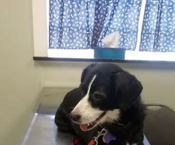 Pets In Need of Greater Cincinnati