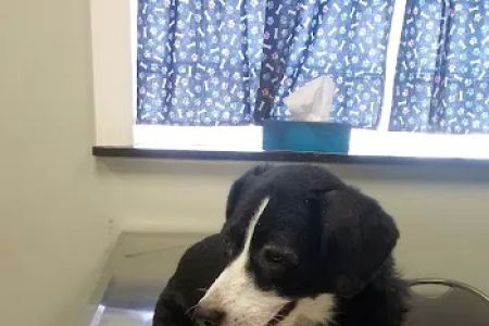 Pets In Need of Greater Cincinnati