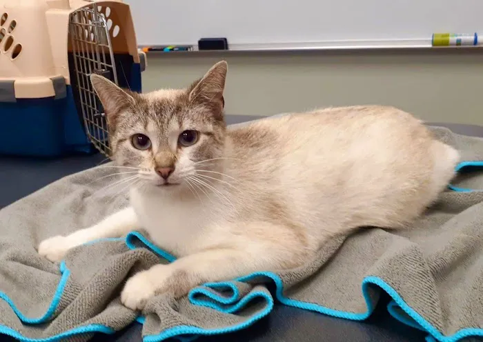 Pets In Need of Greater Cincinnati 8