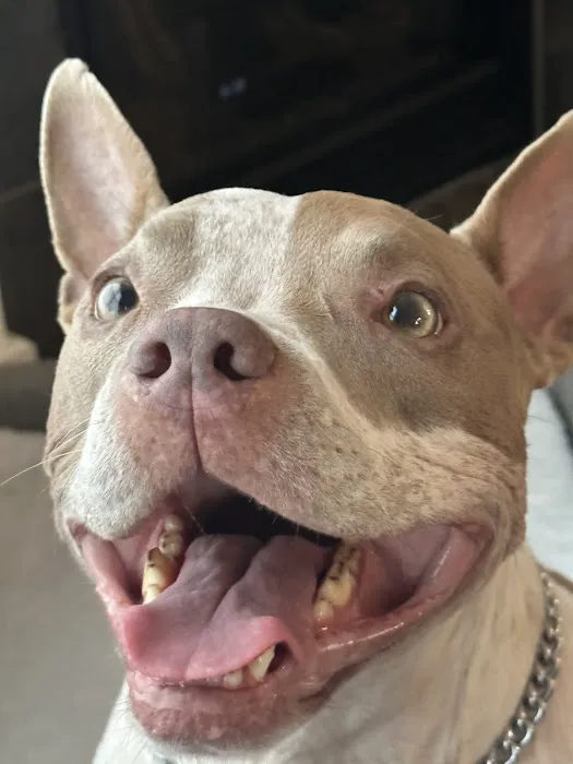 VCA Madeira Animal Hospital 12