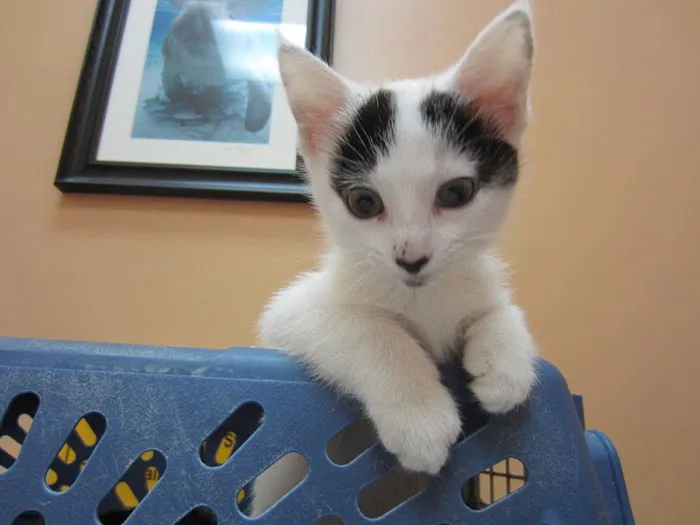 Jaax Veterinary Hospital 5