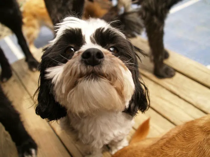 Mason Animal Hospital 10