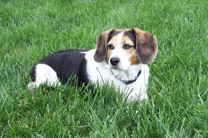 Mason Animal Hospital 9