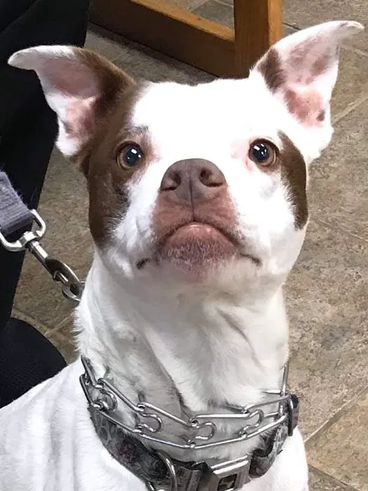 Mason Animal Hospital 7