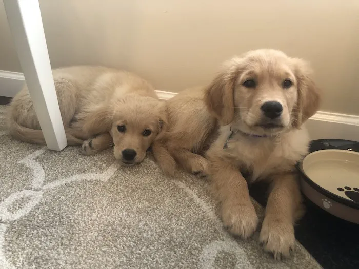 Mason Animal Hospital 1