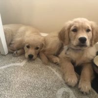 Mason Animal Hospital ico
