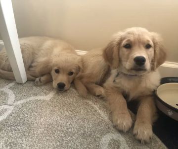 Mason Animal Hospital