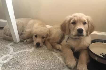 Mason Animal Hospital