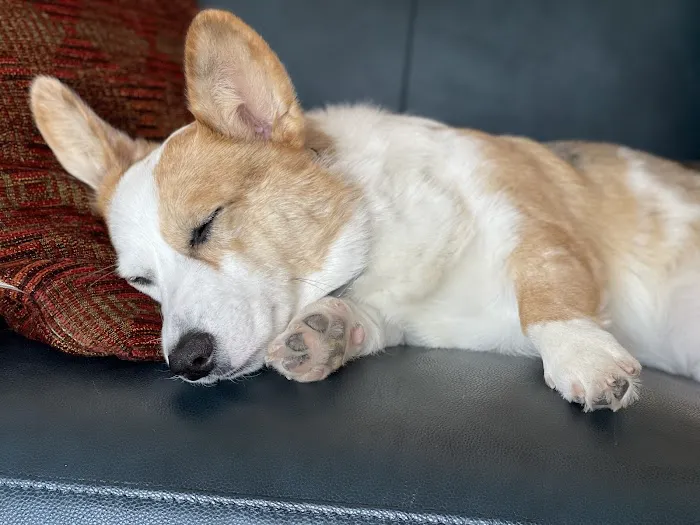 Mason Animal Hospital 4