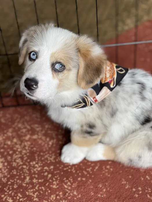 Mason Animal Hospital 5