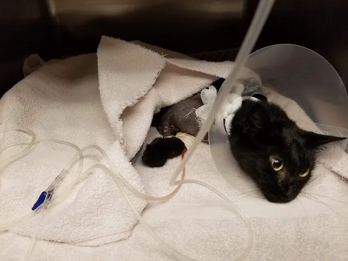 Landen Maineville Animal Hospital 2