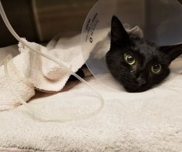 Landen Maineville Animal Hospital