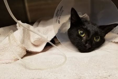Landen Maineville Animal Hospital