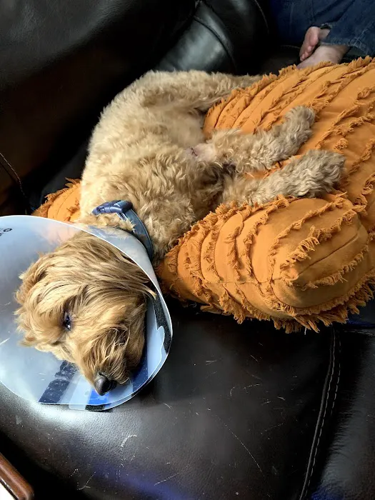 East Hills Veterinary Clinic 12