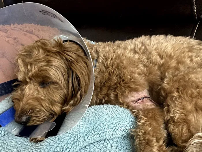 East Hills Veterinary Clinic 12