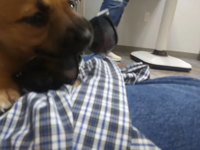 Village Pet Doctor 2