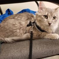 Village Pet Doctor ico
