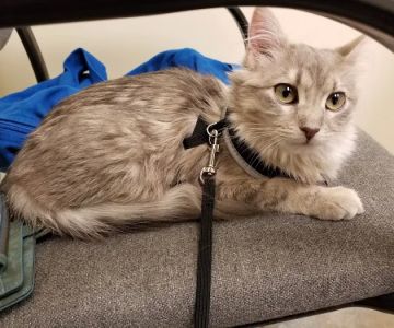 Village Pet Doctor