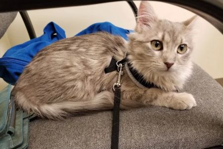 Village Pet Doctor