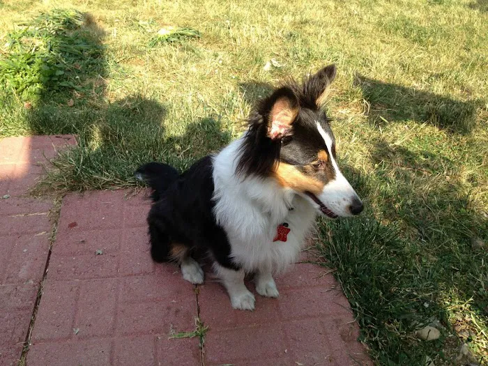 Country View Veterinary Clinic 8