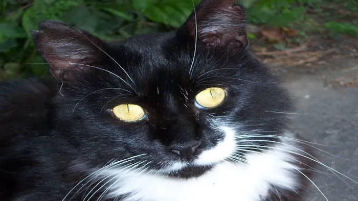 Cat Clinic of Central Illinois 12