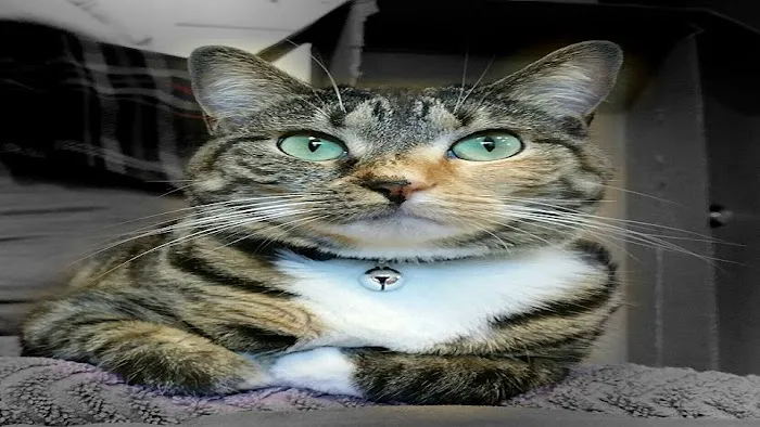 Cat Clinic of Central Illinois 12
