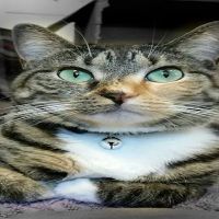 Cat Clinic of Central Illinois ico