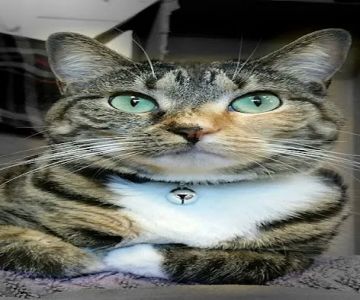 Cat Clinic of Central Illinois