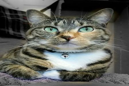 Cat Clinic of Central Illinois