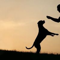 Crawfordsville Veterinary Clinic: Martin Tom DVM ico