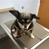 Shaver Road Animal Hospital ico