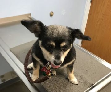 Shaver Road Animal Hospital