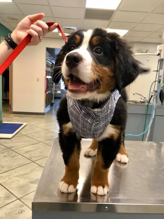 McAfee Animal Hospital 12