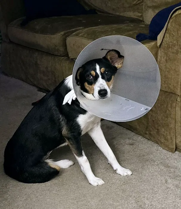 Hero Pet Animal Hospital 12