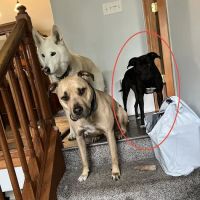 Hero Pet Animal Hospital ico
