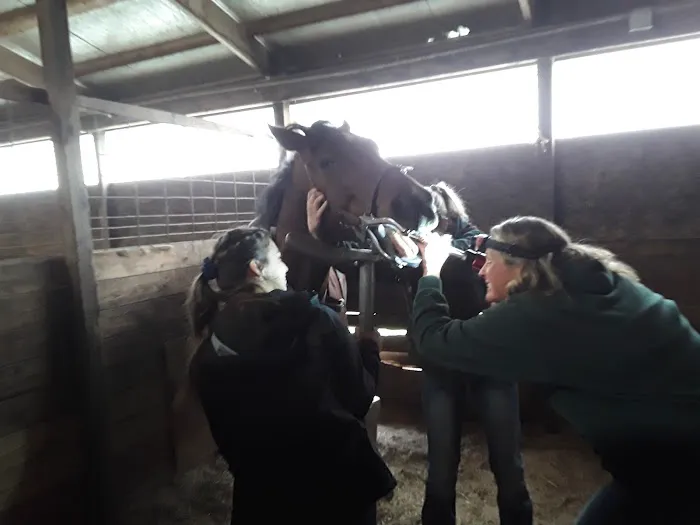 Greener Pastures Vet Clinic 12