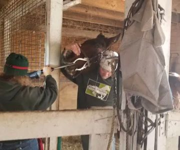 Greener Pastures Vet Clinic