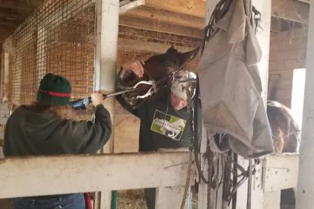 Greener Pastures Vet Clinic