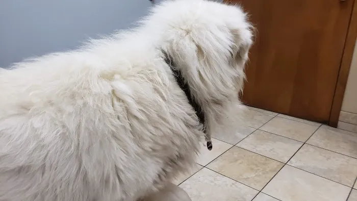 Hebron Animal Hospital 6