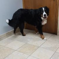 Hebron Animal Hospital ico