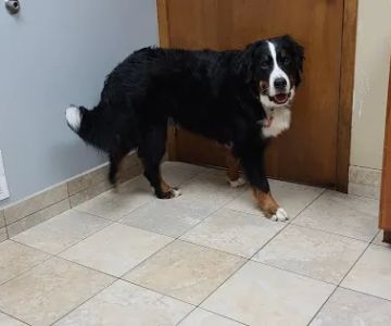 Hebron Animal Hospital