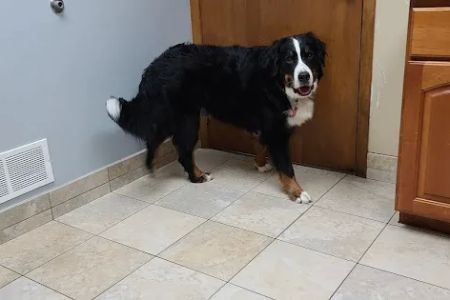 Hebron Animal Hospital