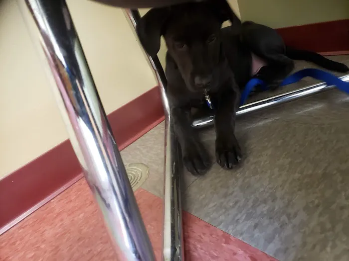 Animal Wellness Center Of Monee 4