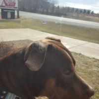 Animal Wellness Center Of Monee ico